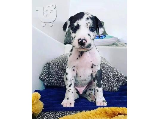 PoulaTo: GRAN DANÉS CACHORROS DISPOANBLES PARA REGALO yy